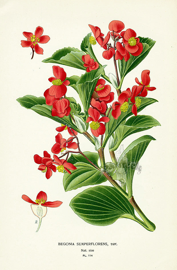 Edward Step Antique  Print 1896 Begonia Semperflorens