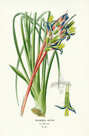 Edward Step Antique  Print 1896 Billbergia Nutans - Panteek Antique Prints