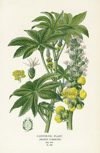 Edward Step Antique  Print 1896 Castor-oil Plant - Panteek Antique Prints