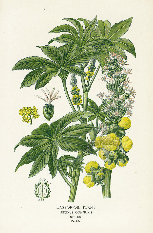 Edward Step Antique  Print 1896 Castor-oil Plant