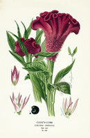 Edward Step Antique  Print 1896 Cock's Comb - Panteek Antique Prints