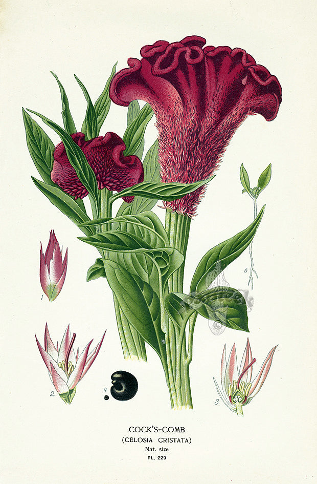 Edward Step Antique  Print 1896 Cock's Comb