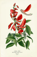 Edward Step Antique  Print 1896 Coral Tree - Panteek Antique Prints