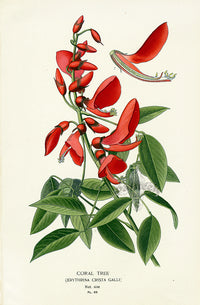 Edward Step Antique  Print 1896 Coral Tree - Panteek Antique Prints