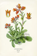 Edward Step Antique  Print 1896 Cotyledon Retusa - Panteek Antique Prints