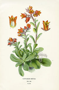 Edward Step Antique  Print 1896 Cotyledon Retusa - Panteek Antique Prints