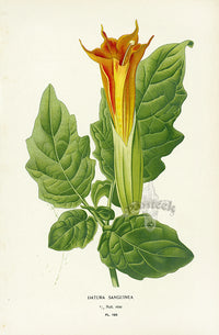 Edward Step Antique  Print 1896 Datura Sanguinea - Panteek Antique Prints