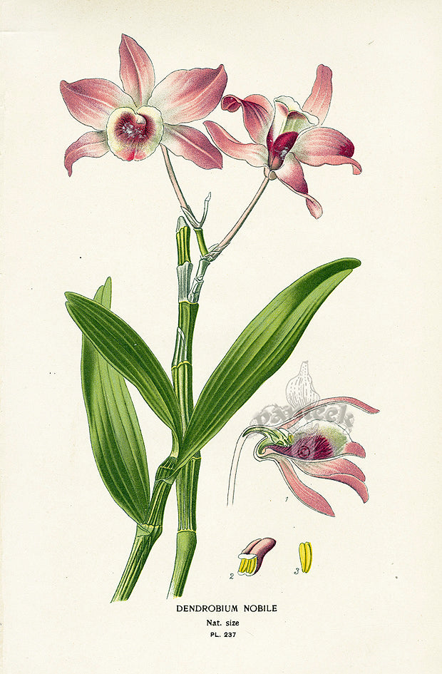 Edward Step Antique  Print 1896 Dendrobium Nobile