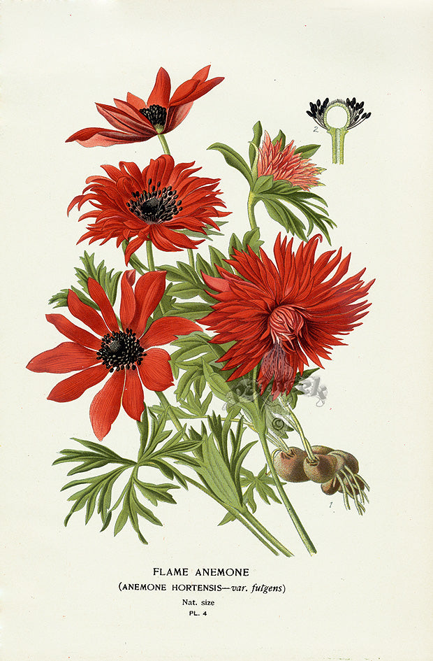 Edward Step Antique  Print 1896 Flame Anemone