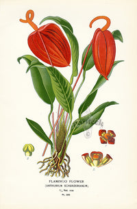 Edward Step Antique  Print 1896 Flamingo Flower - Panteek Antique Prints