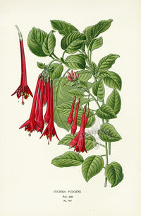 Edward Step Antique  Print 1896 Fuchsia Fulgens - Panteek Antique Prints