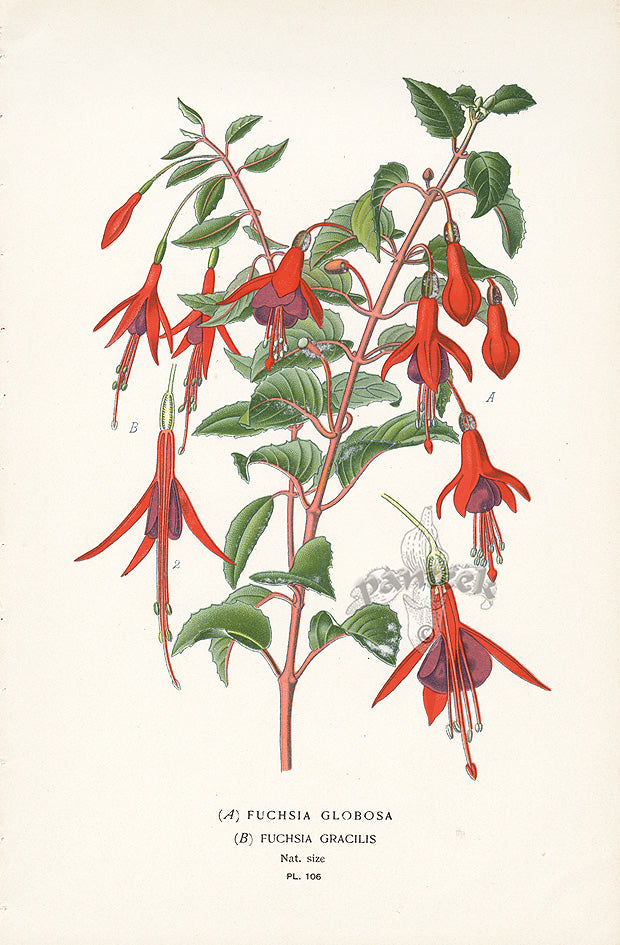 Edward Step Antique  Print 1896 Fuchsia Globosa