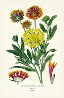 Edward Step Antique  Print 1896 Gaillardea Pulchella - Panteek Antique Prints