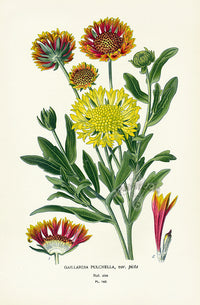 Edward Step Antique  Print 1896 Gaillardea Pulchella - Panteek Antique Prints