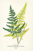 Edward Step Antique  Print 1896 Gold Fern - Panteek Antique Prints