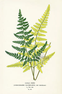 Edward Step Antique  Print 1896 Gold Fern - Panteek Antique Prints