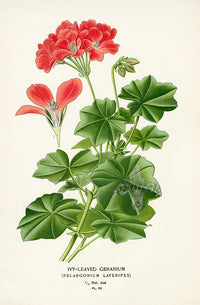 Edward Step Antique  Print 1896 Ivy-leaved Geranium - Panteek Antique Prints