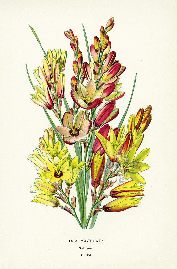 Edward Step Antique  Print 1896 Ixia maculata