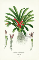 Edward Step Antique  Print 1896 Karatas Scheremetiewi - Panteek Antique Prints