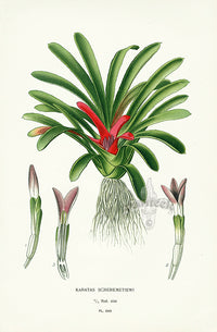 Edward Step Antique  Print 1896 Karatas Scheremetiewi - Panteek Antique Prints