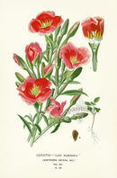 Edward Step Antique  Print 1896 Lady Albemaple - Panteek Antique Prints