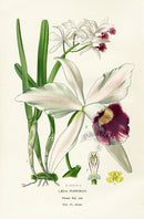 Edward Step Antique  Print 1896 Laelia Purpurata - Panteek Antique Prints