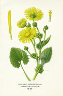 Edward Step Antique  Print 1896 Leopard's-Bane - Panteek Antique Prints