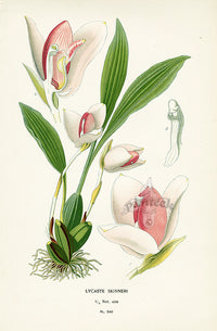 Edward Step Antique  Print 1896 Lycaste Skinneri - Panteek Antique Prints