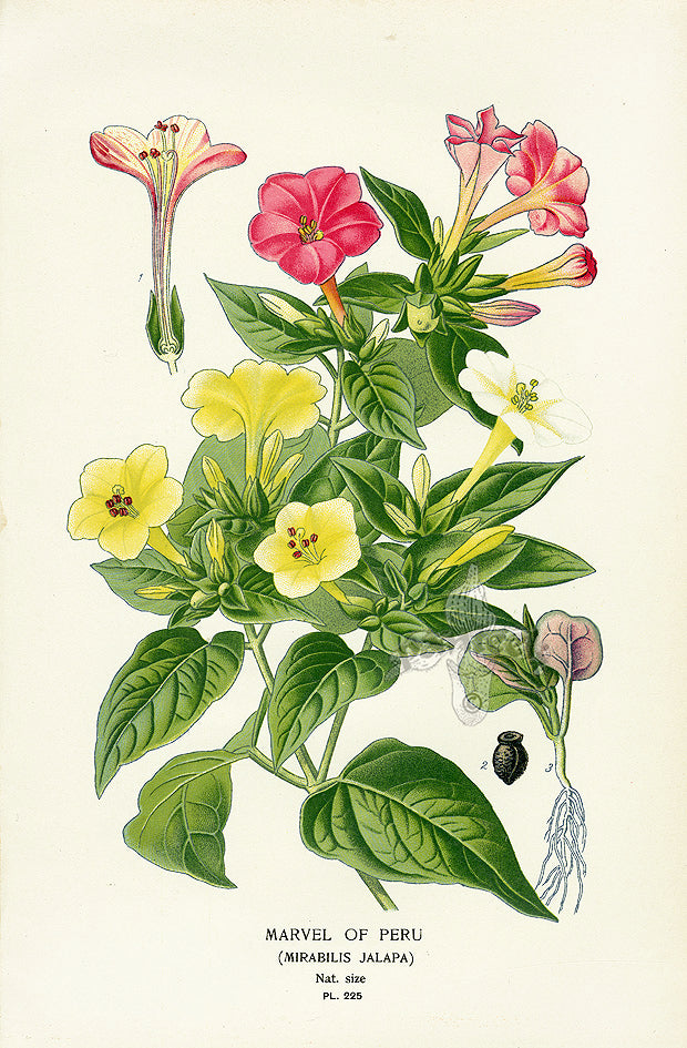 Edward Step Antique  Print 1896 Marvel of Peru