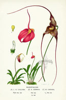 Edward Step Antique  Print 1896 Masdevallias - Panteek Antique Prints