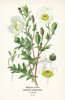 Edward Step Antique  Print 1896 Mexican Poppy - Panteek Antique Prints