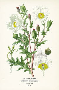 Edward Step Antique  Print 1896 Mexican Poppy - Panteek Antique Prints