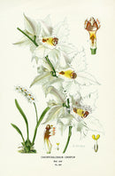 Edward Step Antique  Print 1896 Odontoglossum Crispum - Panteek Antique Prints