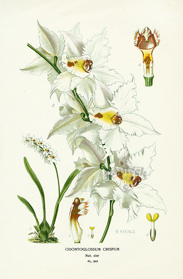 Edward Step Antique  Print 1896 Odontoglossum Crispum