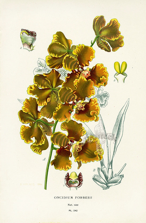 Edward Step Antique  Print 1896 Oncidium Forbesii