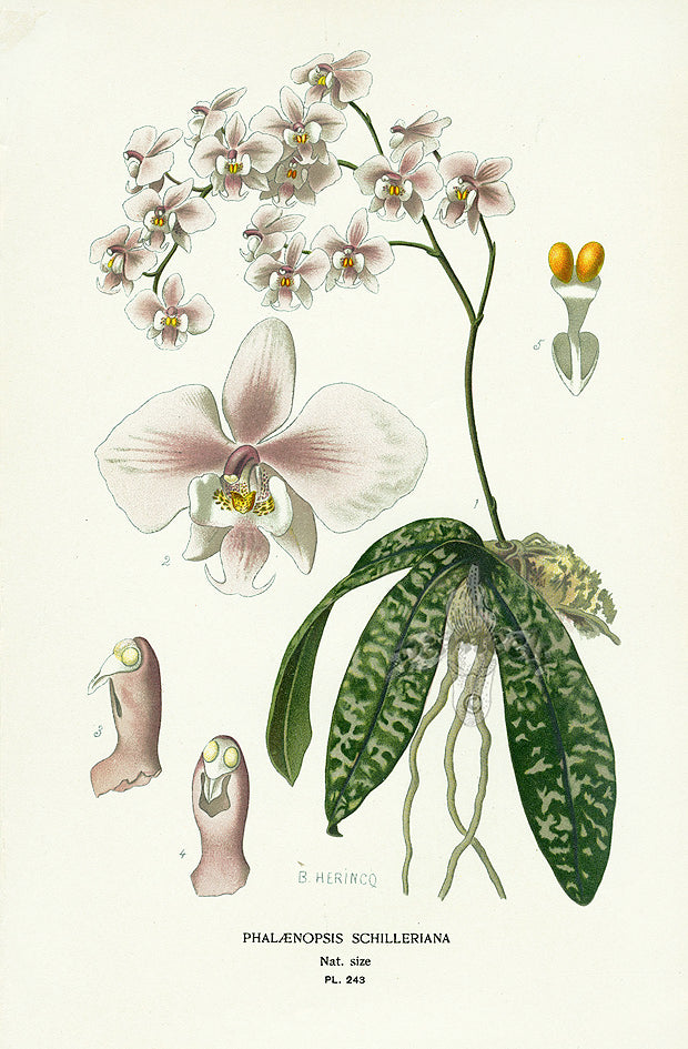 Edward Step Antique  Print 1896 Phalaenopsis Schilleriana
