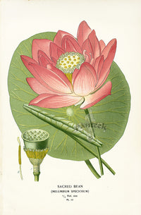 Edward Step Antique  Print 1896 Sacred Bean - Panteek Antique Prints