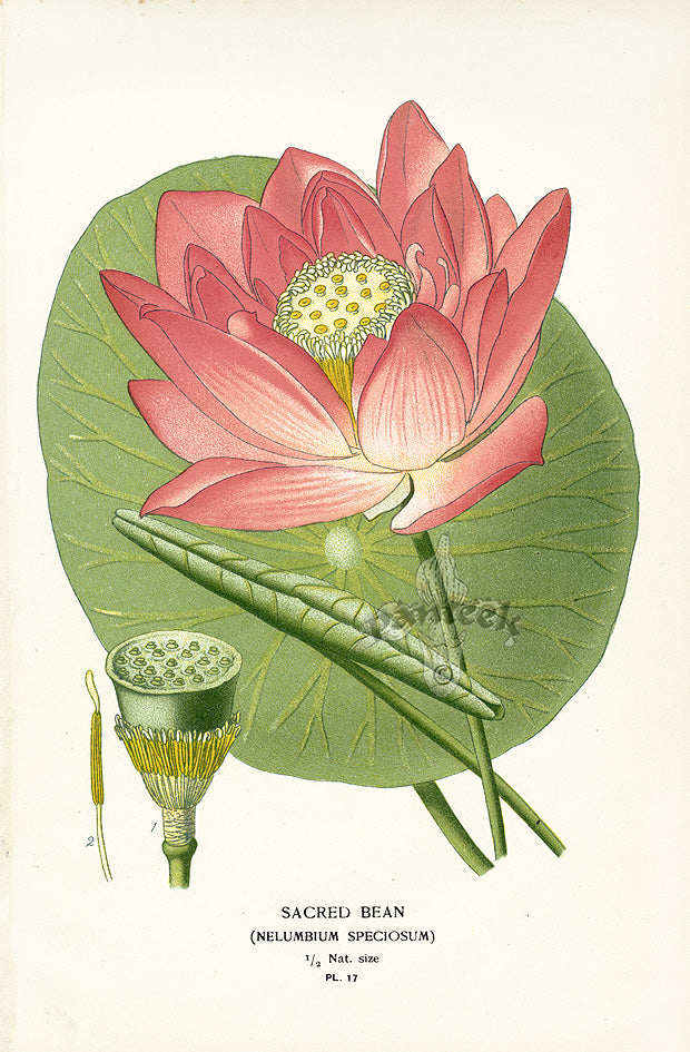 Edward Step Antique  Print 1896 Sacred Bean