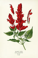 Edward Step Antique  Print 1896 Scarlet Sage - Panteek Antique Prints