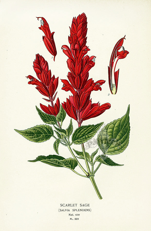 Edward Step Antique  Print 1896 Scarlet Sage