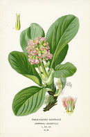 Edward Step Antique  Print 1896 Thick-leaved Saxifrage - Panteek Antique Prints
