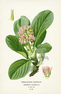Edward Step Antique  Print 1896 Thick-leaved Saxifrage - Panteek Antique Prints