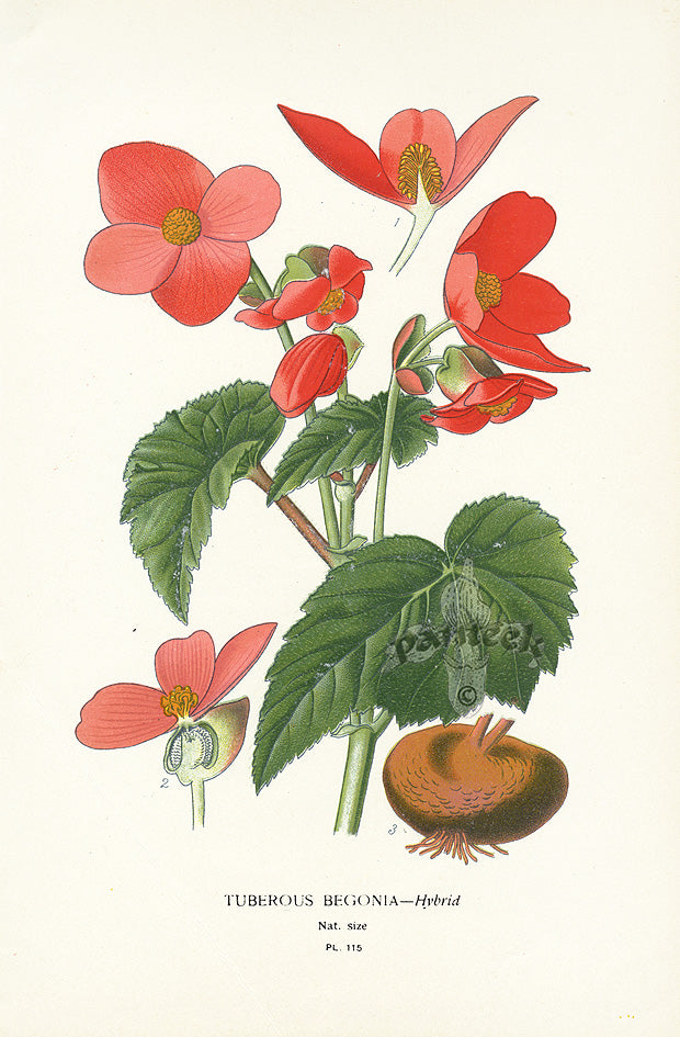 Edward Step Antique  Print 1896 Tuberous Begonia