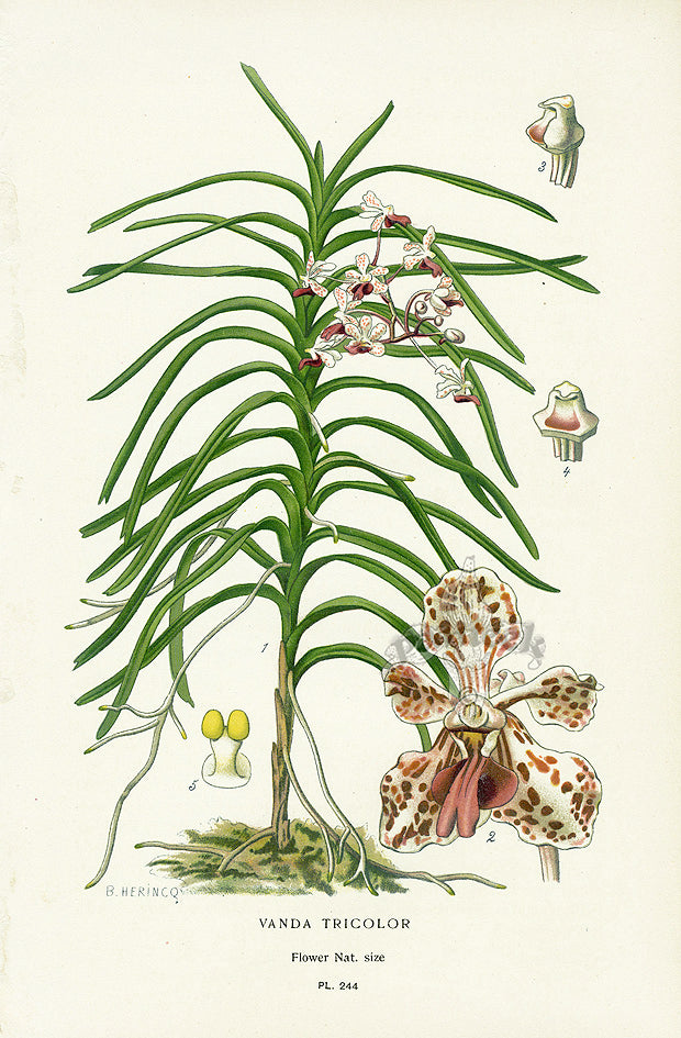 Edward Step Antique  Print 1896 Vanda Tricolor