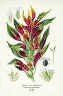 Edward Step Antique  Print 1896 Variegated Amaranth - Panteek Antique Prints