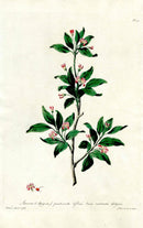 Edwards 1700 Alpine Honeysuckle - Panteek Antique Prints