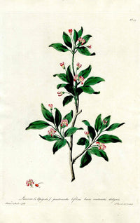 Edwards 1700 Alpine Honeysuckle - Panteek Antique Prints