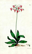 Edwards 1700 American Cowslip - Panteek Antique Prints