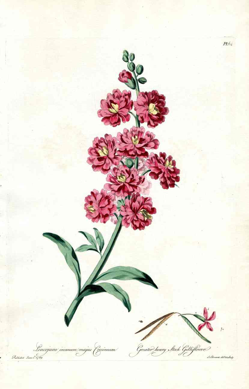 Edwards 1700 Antique Print Greater Stock