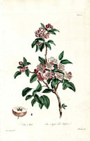 Edwards 1700 Apple Tree Blossom - Panteek Antique Prints